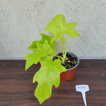 Load image into Gallery viewer, #H118 Philodendron Warscewiczii Flavum - Aurea