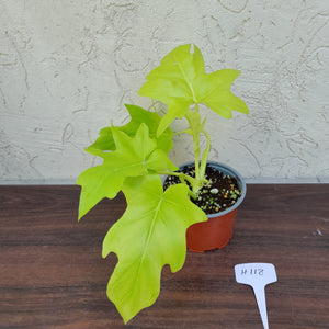 #H118 Philodendron Warscewiczii Flavum - Aurea