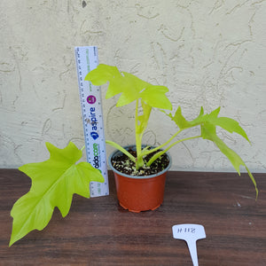 #H118 Philodendron Warscewiczii Flavum - Aurea