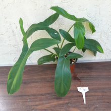 Load image into Gallery viewer, #i74 Philodendron 69686 - &#39;Big Ears&#39;