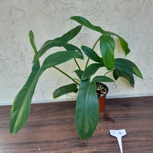 #i74 Philodendron 69686 - 'Big Ears'