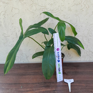 #i74 Philodendron 69686 - 'Big Ears'