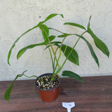 Load image into Gallery viewer, #i74 Philodendron 69686 - &#39;Big Ears&#39;