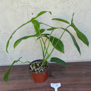 #i74 Philodendron 69686 - 'Big Ears'