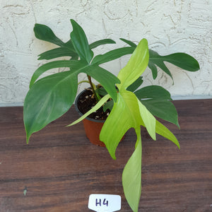 #H4 Philodendron Florida Ghost - NON TC