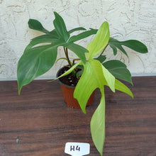 Load image into Gallery viewer, #H4 Philodendron Florida Ghost - NON TC