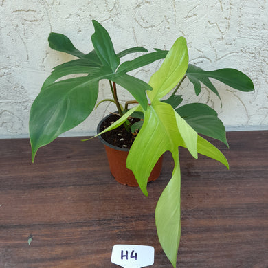 #H4 Philodendron Florida Ghost - NON TC