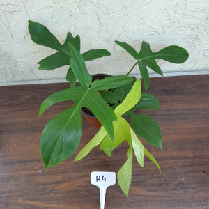 #H4 Philodendron Florida Ghost - NON TC
