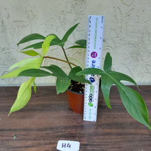 Load image into Gallery viewer, #H4 Philodendron Florida Ghost - NON TC