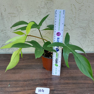 #H4 Philodendron Florida Ghost - NON TC