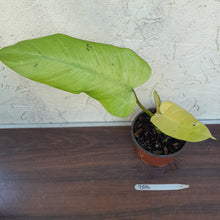 Load image into Gallery viewer, #704 Philodendron Whipple Way