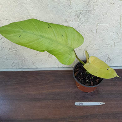 #704 Philodendron Whipple Way