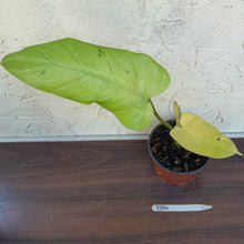 Load image into Gallery viewer, #704 Philodendron Whipple Way
