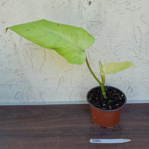 #704 Philodendron Whipple Way