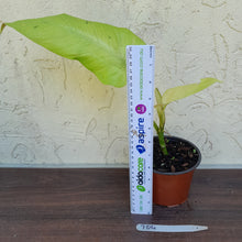 Load image into Gallery viewer, #704 Philodendron Whipple Way