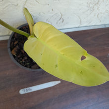 Load image into Gallery viewer, #704 Philodendron Whipple Way