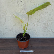Load image into Gallery viewer, #704 Philodendron Whipple Way