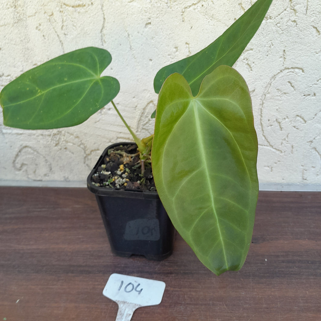 #104 Anthurium NOID - Similar to Pandurilaminum