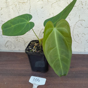 #104 Anthurium NOID - Similar to Pandurilaminum