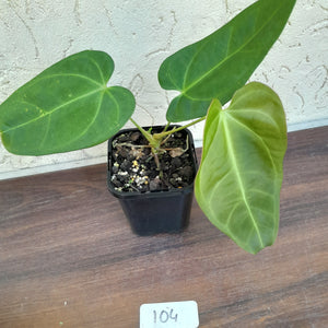 #104 Anthurium NOID - Similar to Pandurilaminum