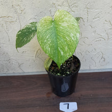 Load image into Gallery viewer, #7 Monstera Deliciosa Mint