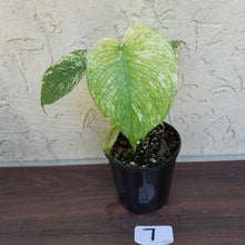 Load image into Gallery viewer, #7 Monstera Deliciosa Mint