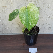 Load image into Gallery viewer, #7 Monstera Deliciosa Mint