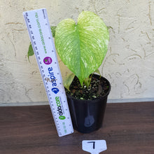 Load image into Gallery viewer, #7 Monstera Deliciosa Mint