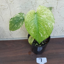 Load image into Gallery viewer, #7 Monstera Deliciosa Mint