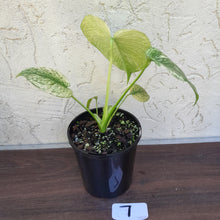 Load image into Gallery viewer, #7 Monstera Deliciosa Mint
