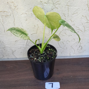 #7 Monstera Deliciosa Mint