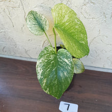 Load image into Gallery viewer, #7 Monstera Deliciosa Mint