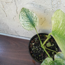 Load image into Gallery viewer, #7 Monstera Deliciosa Mint