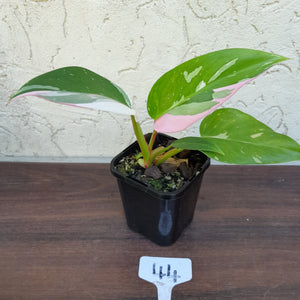 #44 Philodendron White Princess