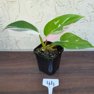 #44 Philodendron White Princess