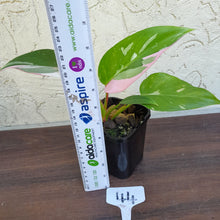 Load image into Gallery viewer, #44 Philodendron White Princess