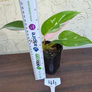 #44 Philodendron White Princess