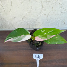 Load image into Gallery viewer, #44 Philodendron White Princess