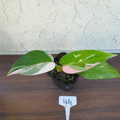 #44 Philodendron White Princess