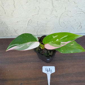 #44 Philodendron White Princess