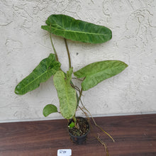 Load image into Gallery viewer, #R25 Philodendron Paraiso Verde