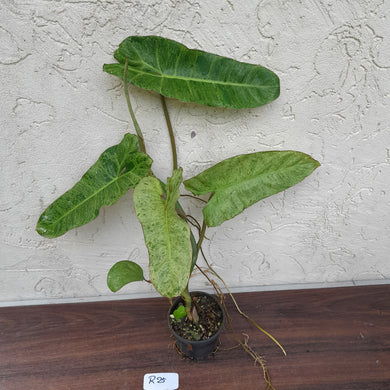 #R25 Philodendron Paraiso Verde