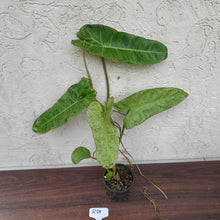 Load image into Gallery viewer, #R25 Philodendron Paraiso Verde