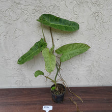 Load image into Gallery viewer, #R25 Philodendron Paraiso Verde