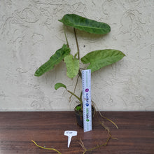 Load image into Gallery viewer, #R25 Philodendron Paraiso Verde