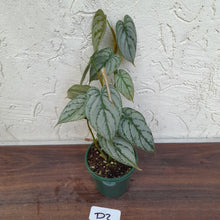 Load image into Gallery viewer, #D2 Philodendron Brandtianum