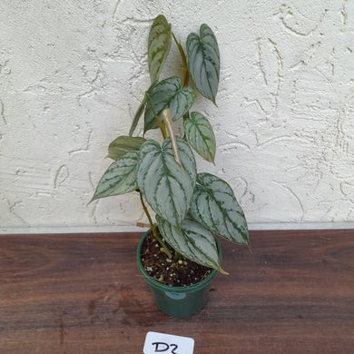 #D2 Philodendron Brandtianum