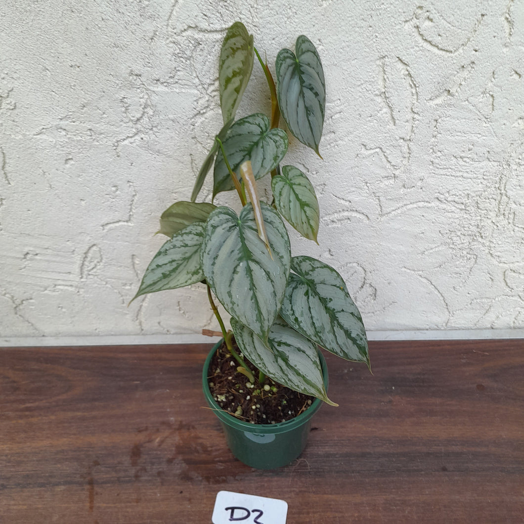 #D2 Philodendron Brandtianum