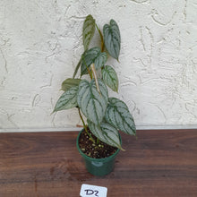 Load image into Gallery viewer, #D2 Philodendron Brandtianum