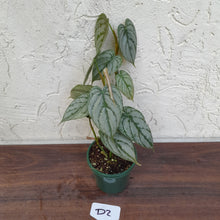 Load image into Gallery viewer, #D2 Philodendron Brandtianum